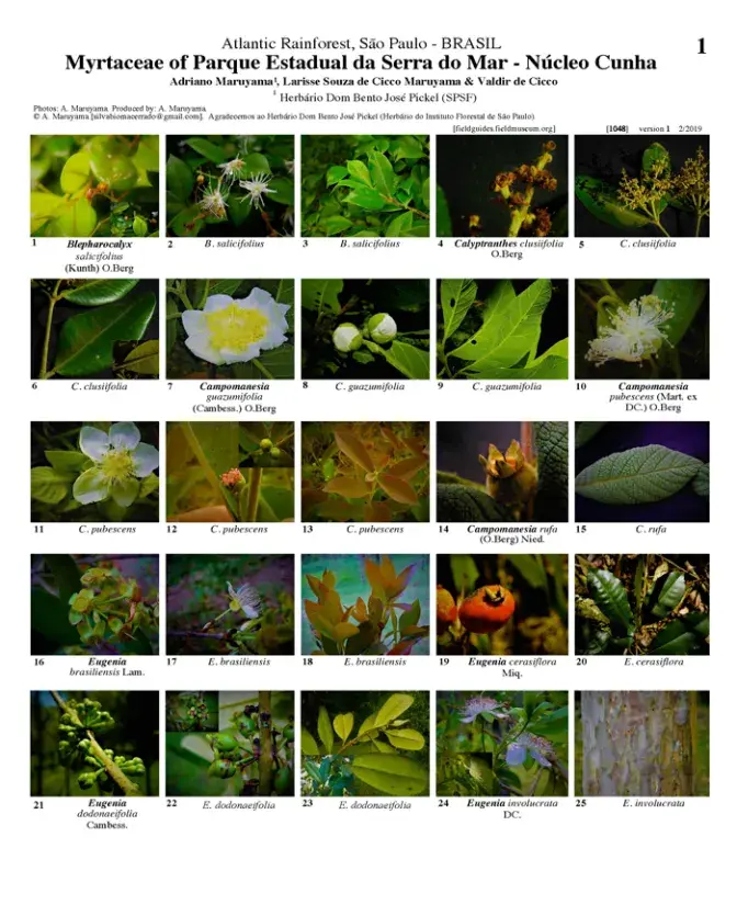 1048_brazil_myrtaceae_of_serra_negra.pdf 