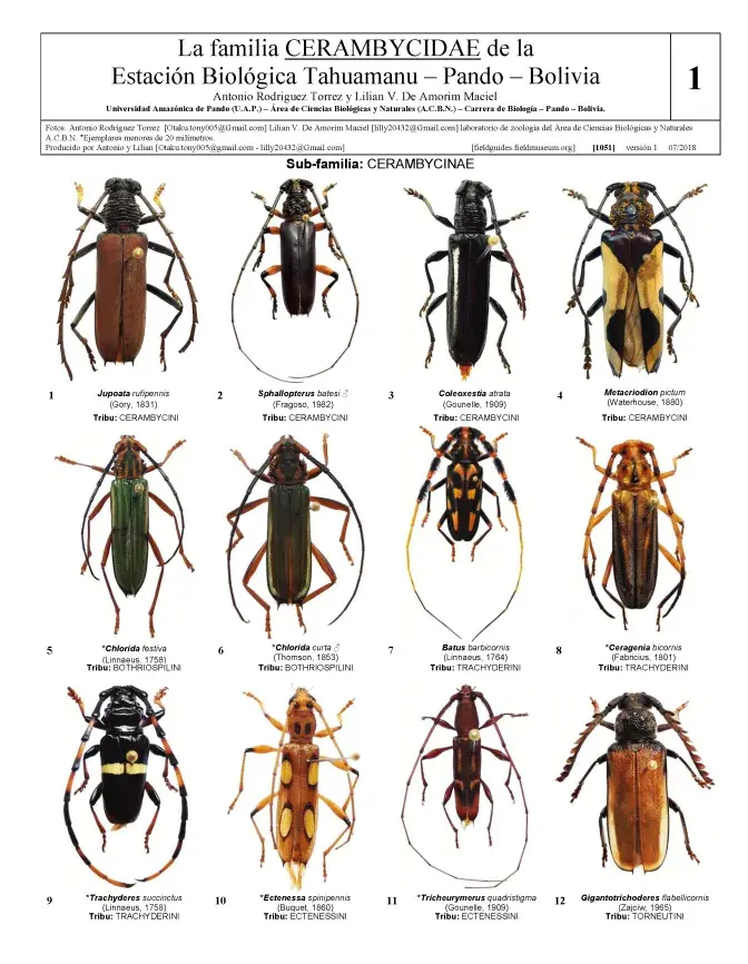 1051_bolivia_cerambycidae_of_tahuamanu_biological_station.pdf