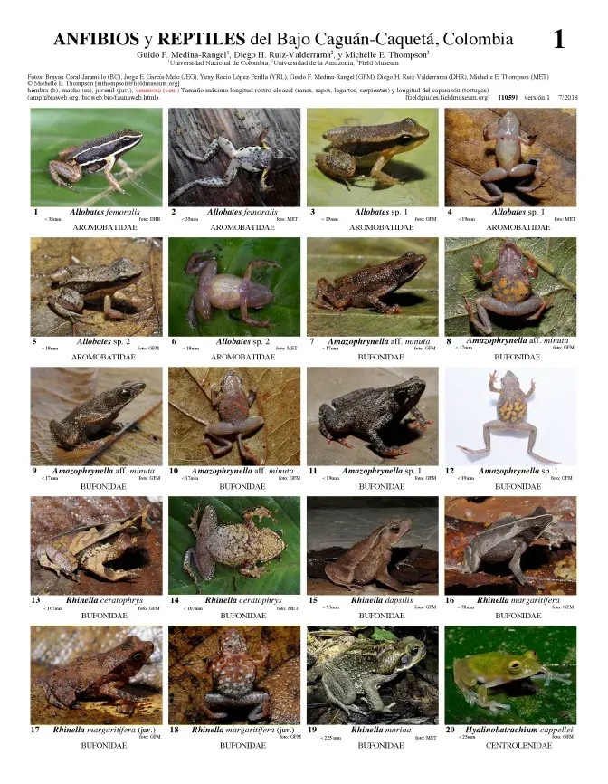 1059_colombia_amphibians_and_reptiles_of_bajo_caguan-caqueta.pdf