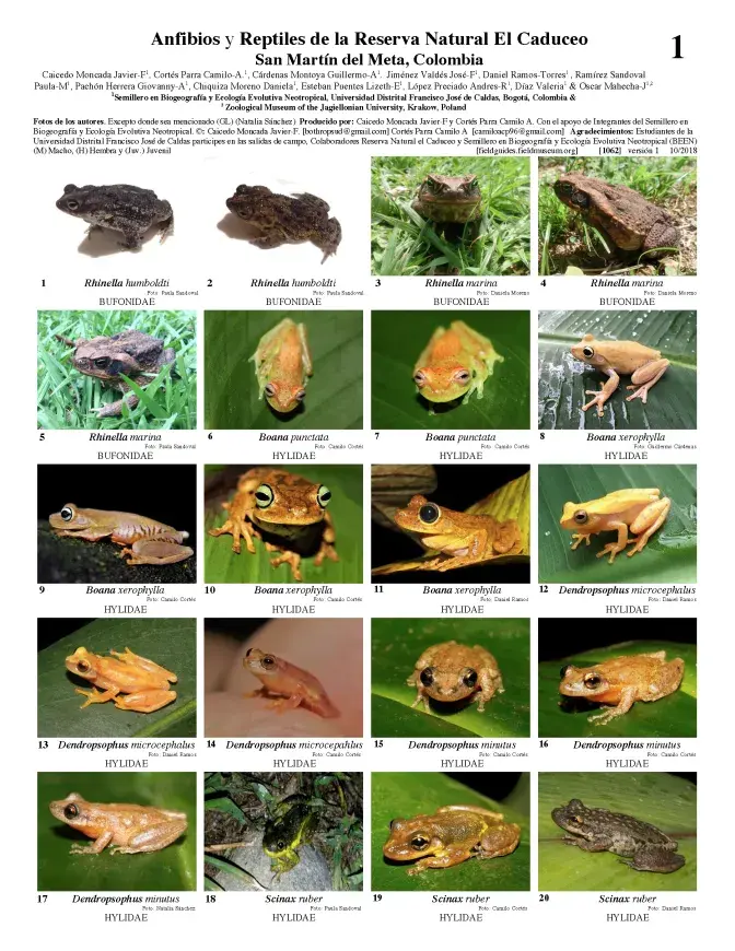 1062_colombia_amphibians_and_reptiles_of_el_caduceo.pdf 