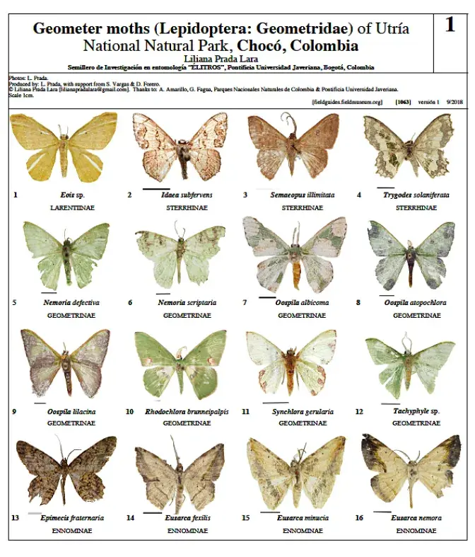 1063_colombia_geometer_moths_of_utria.pdf