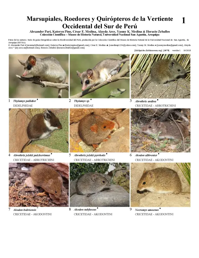 1079_peru_marsupials_rodents_and_chiroptera.pdf