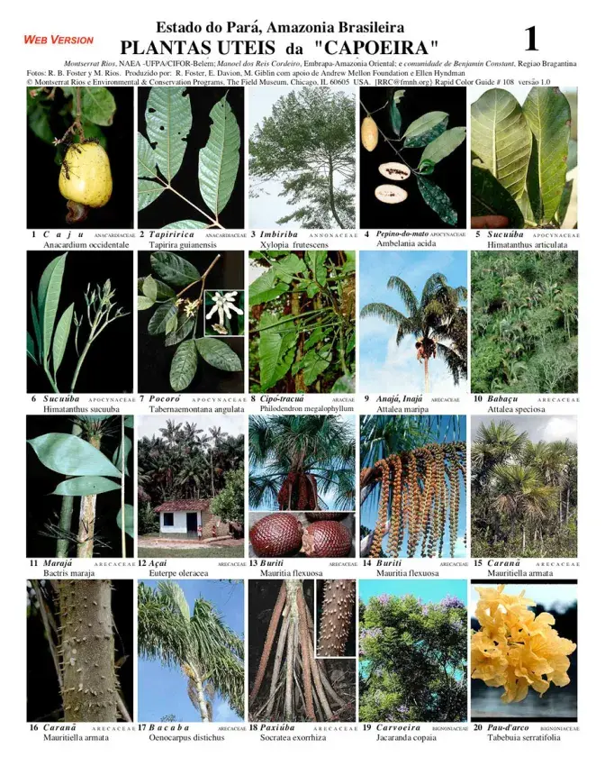 Pará -- Useful Plants of the Capoeira | Field Guides