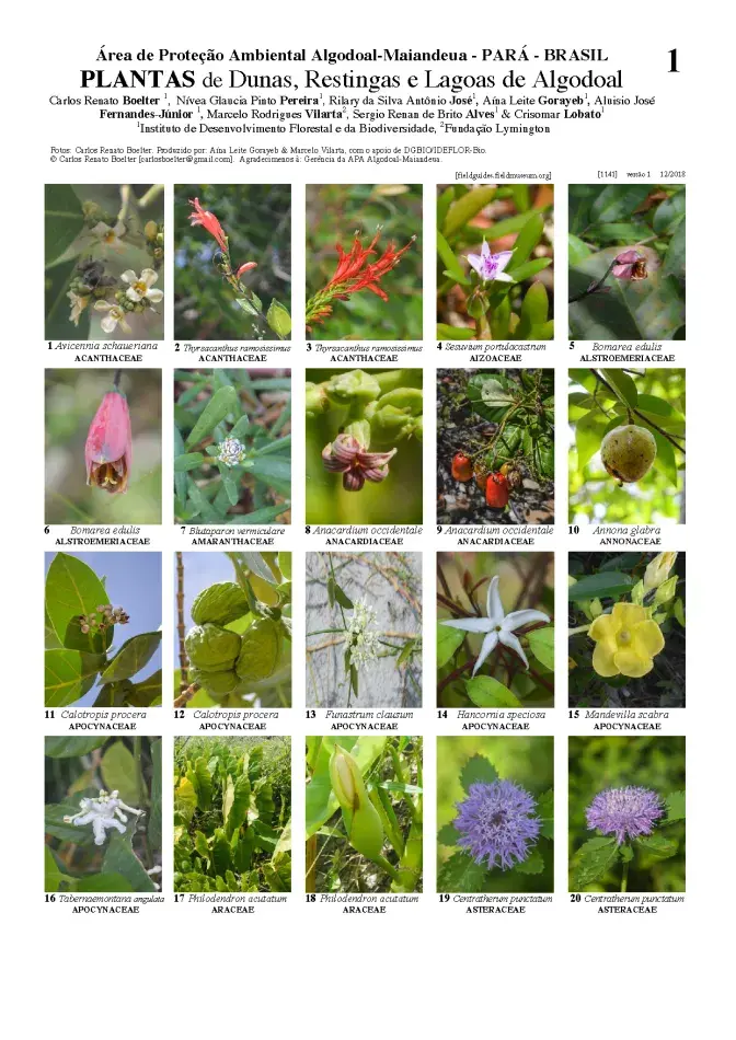 1081_brazil_plants_of_apa_algodoal-maiandeua.pdf 