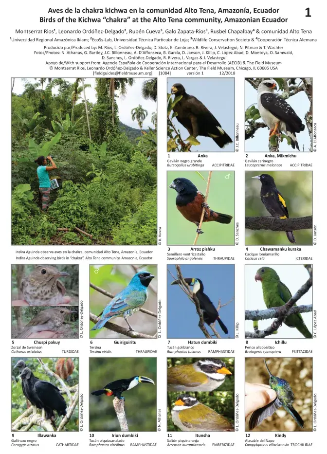 1084_ecuador_birds_of_the_kichwa_chakra_at_the_alto_tena_community.pdf