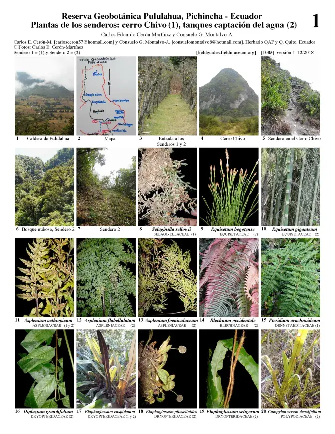 1085_ecuador_plants_of_trails_1_and_2_of_the_pululahua_reserve.pdf