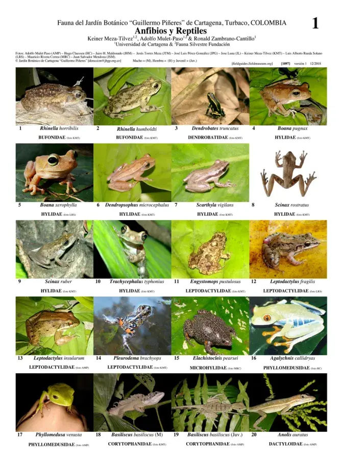 1087_colombia_amphibians_and_reptiles_of_catargena_botanical_garden.pdf 