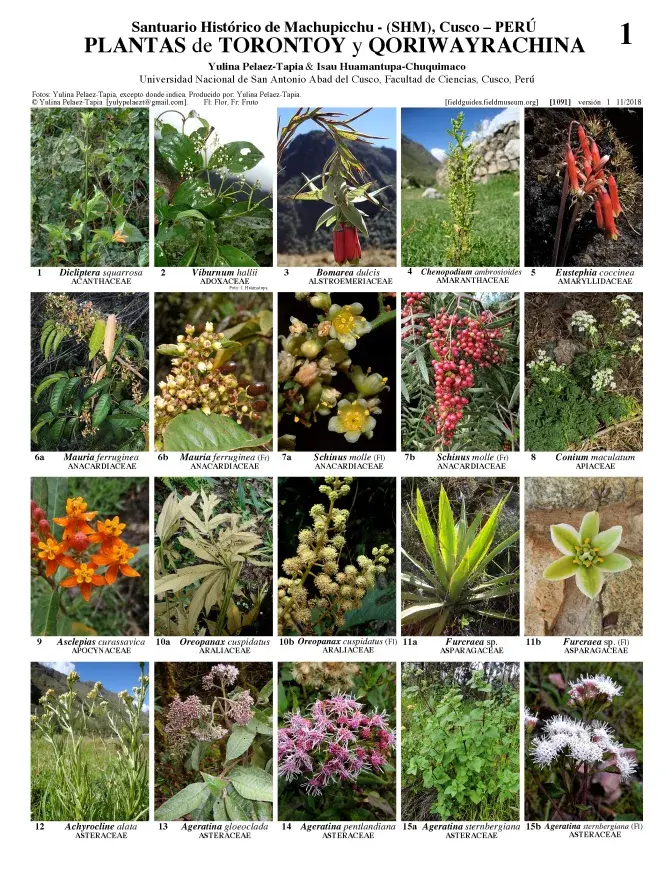 1091_peru_plants_of_torontoy_and_qorihuayrachina.pdf