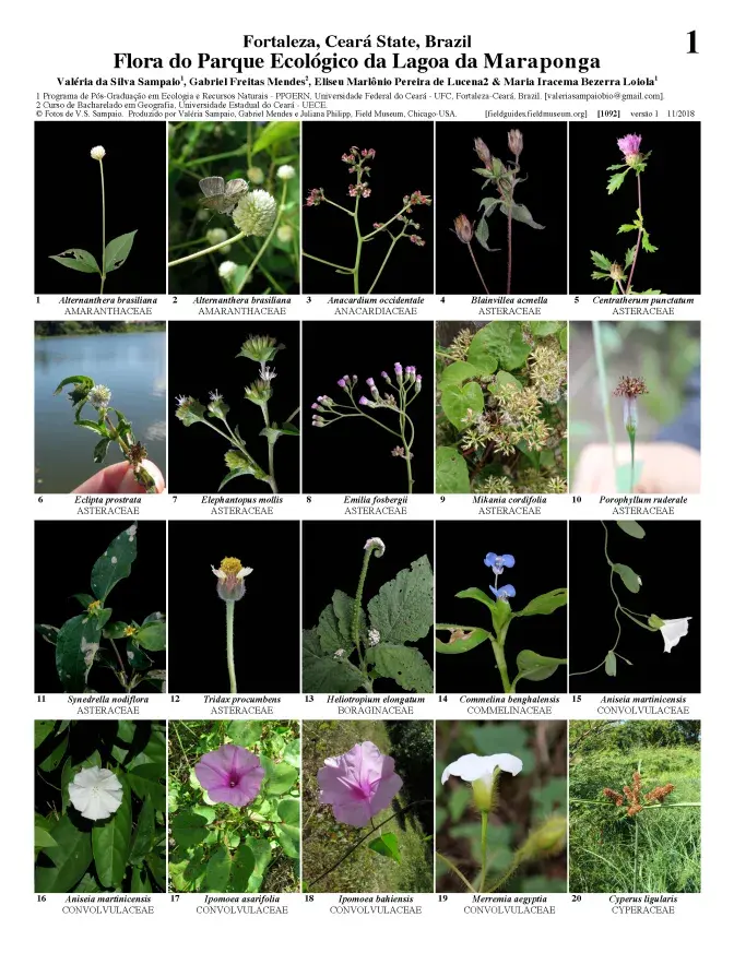 1092_brazil_plants_of_maraponga.pdf 