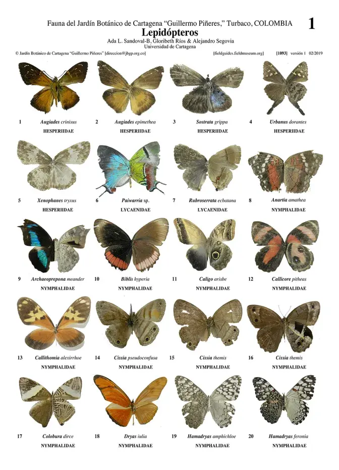 1093_colombia_lepidoptera_of_the_botanical_garden_of_cartagena.pdf