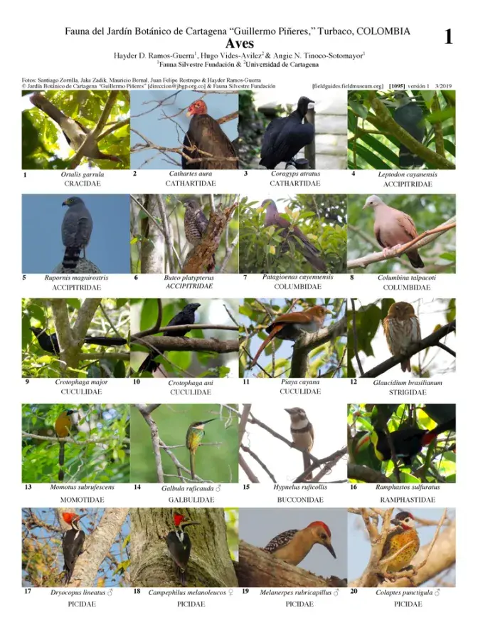1095_colombia_birds_of_del_cartagena_botanical_garden.pdf