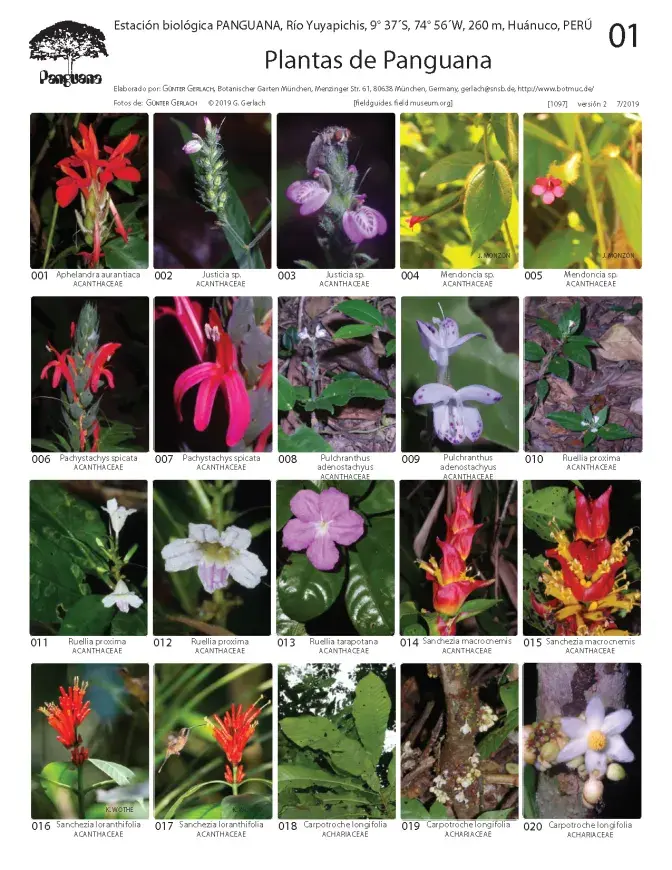 1097_peru_plants_of_panguana.pdf