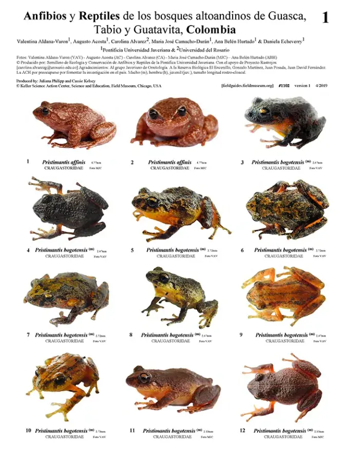 1102_colombia_amphibians_and_reptiles_of_guasca_tabio_and_guatavita.pdf 