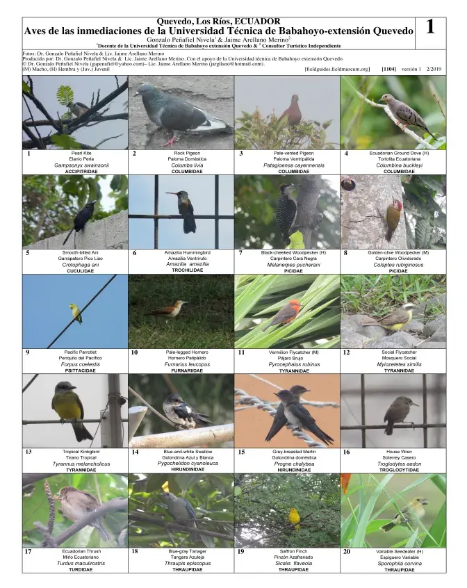 1104_ecuador_birds_of_universidad_tecnica_de_babahoyo.pdf 