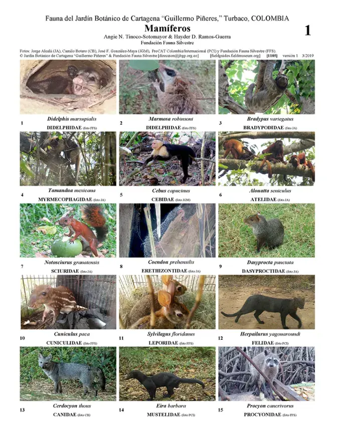  1105_colombia_mammals_of_the_botanical_garden_of_cartagena.pdf