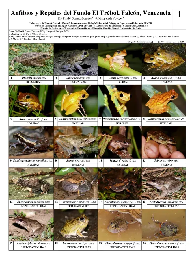 1107_venezuela_amphibians_and_reptiles_of_fundo_el_trebol.pdf 