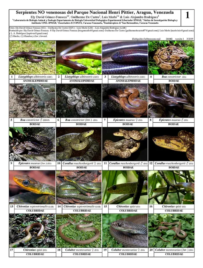 1116_venezuela_non-venomous_snakes_from_henri_pittier_national_park.pdf 