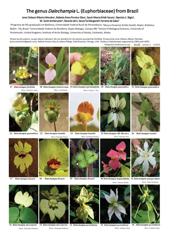 1122_brazil_dalechampia_euphorbiaceae.pdf 