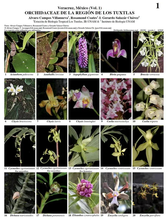  1131_mexico_orchidaceae_los_tuxtlas_region.pdf 