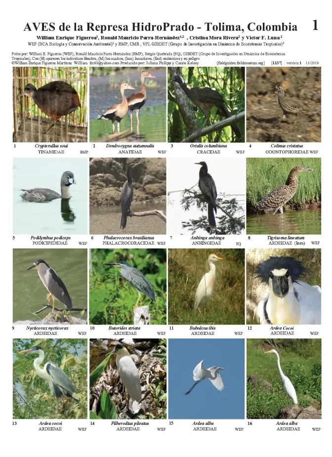 1137_colombia_birds_of_hidroprado.pdf 