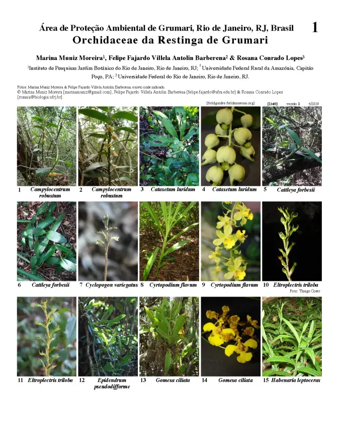 1140_brazil_orchidaceae_of_grumari.pdf 