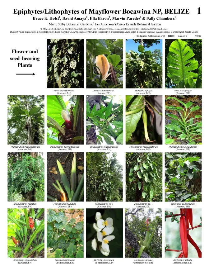 1150_belize_epiphytes_and_lithophytes_of_mayflower_bocawina_national_park.pdf 
