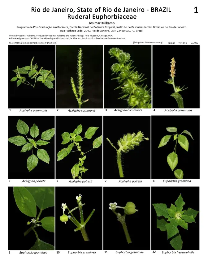 1156_brazil_ruderal_euphorbiaceae.pdf 
