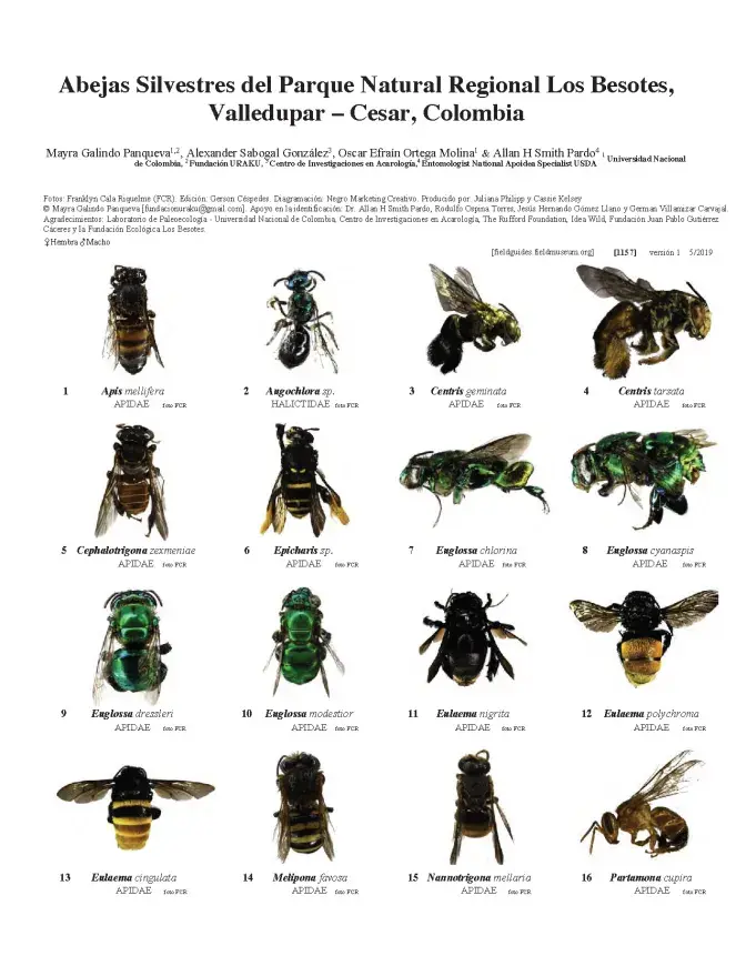 1157_colombia_bees_of_los_besotes_natural_park.pdf 