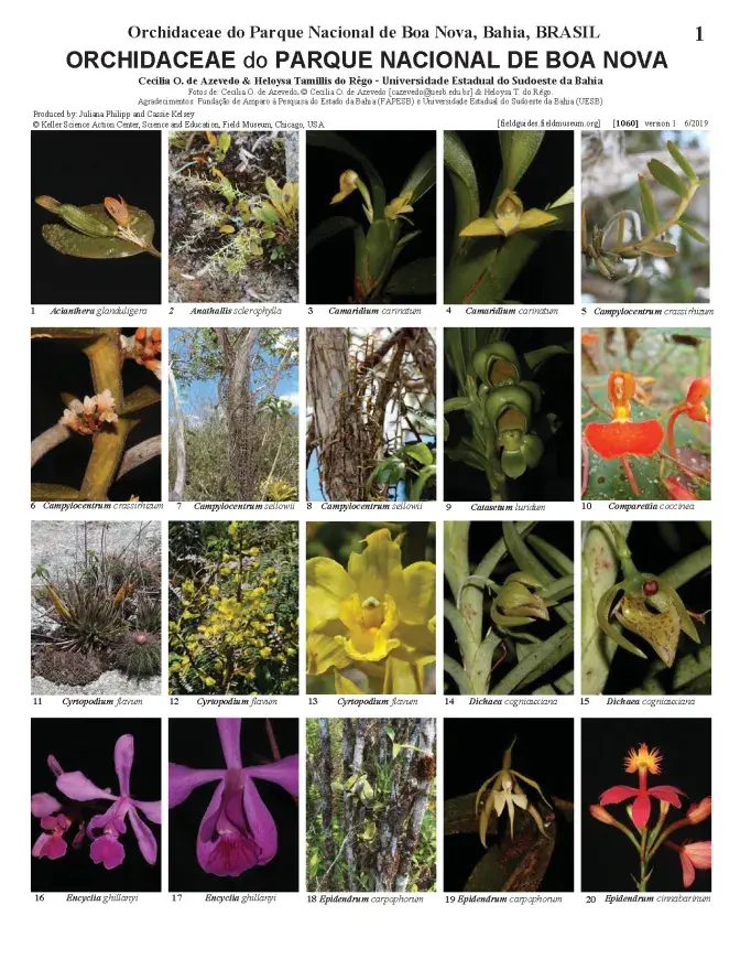 1160_brazil_orchidaceae_of_boa_nova_national_park.pdf 