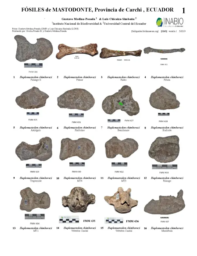 1163_ecuador_fosiles_de_mastodonte.pdf