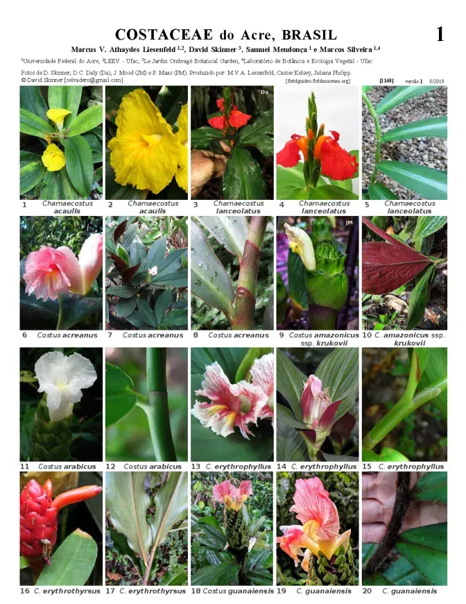 1168_brazil_costaceae_of_acre.pdf 