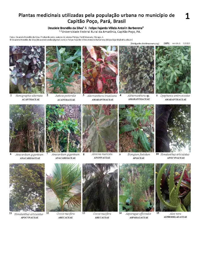 1171_brazil_plantas_medicinais_de_capitao_poco.pdf 