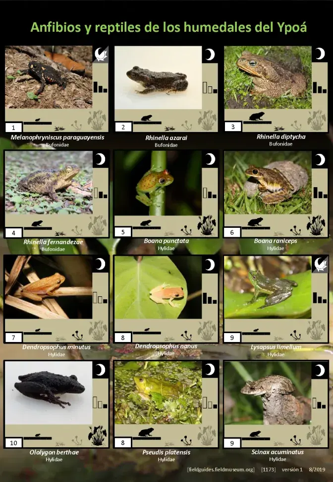 1173_paraguay_amphibians_and_reptiles_of_ypoa.pdf 