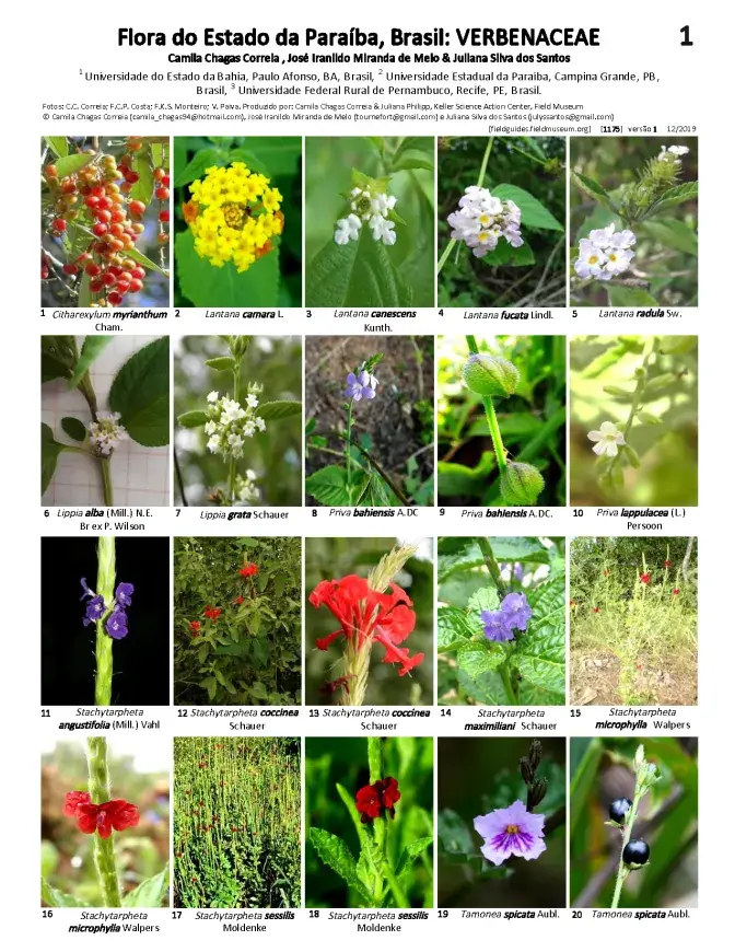 1175_brazil_verbenaceae_da_paraiba.pdf
