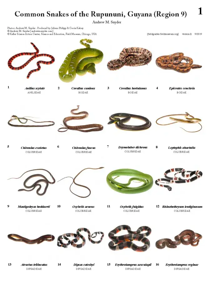 1203_guyana_common_snakes_of_rupununi.pdf 