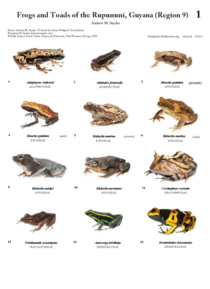 1204_guyana_frogs_and_toads_of_rupununi.pdf 