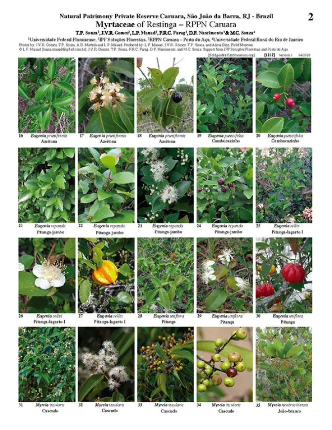 1217_brazil_myrtaceae_of_caruara.pdf 
