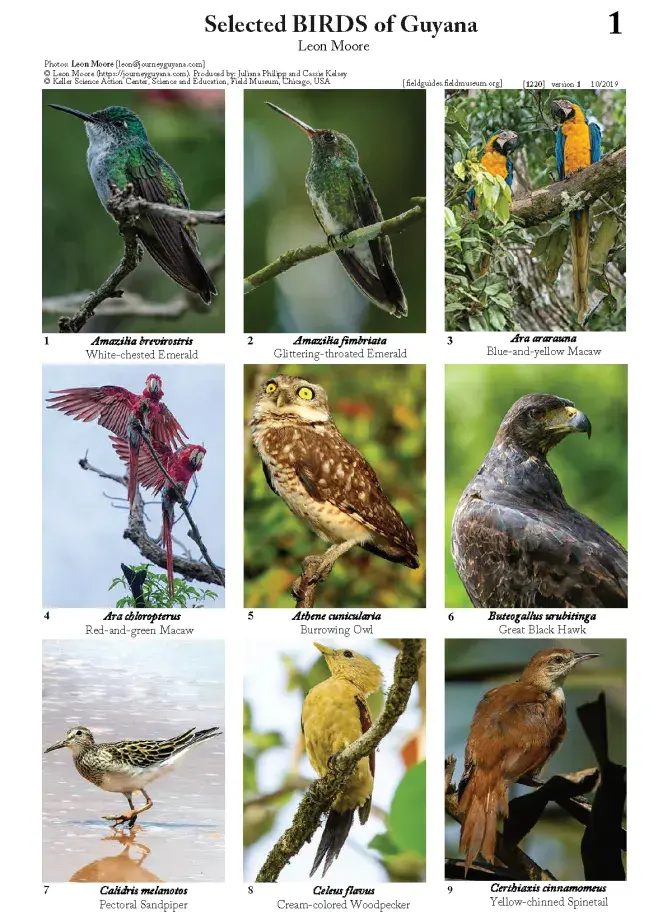 1220_guyana_selected_birds.pdf 
