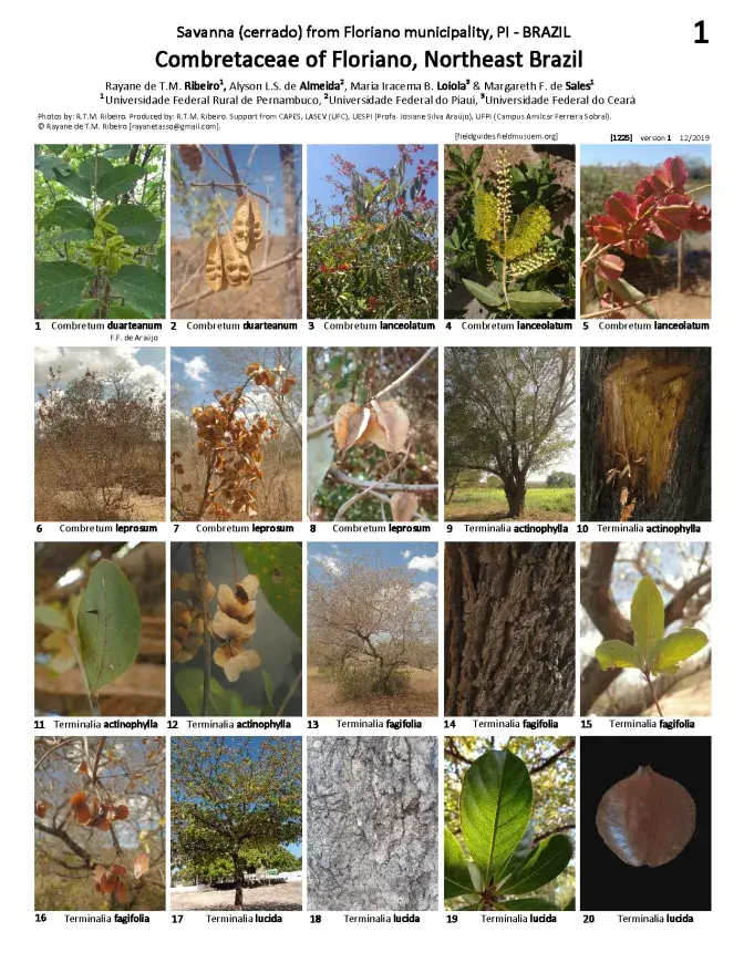 1225_brazil_combretaceae_of_floriano.pdf 
