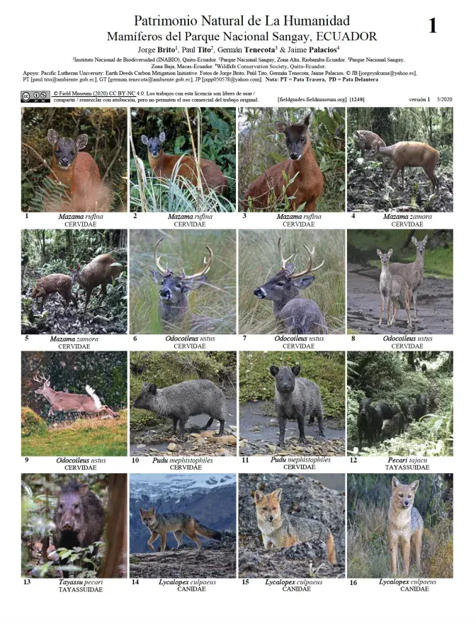1248_ecuador_mamiferos_del_parque_nacional_sangay.pdf