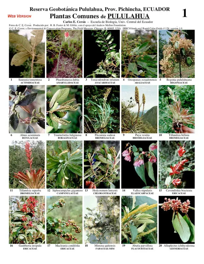 Pichincha -- Common Plants of Pululahua