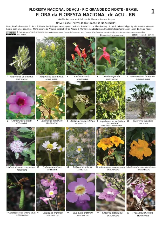 1262_brazil_plants_acu_national_forest.pdf 