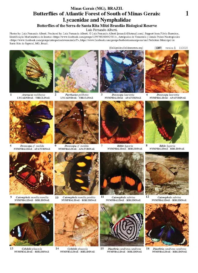 1287_brazil_lycanidae_nymphalidae_of_santa_rita_biological_reserve.pdf 