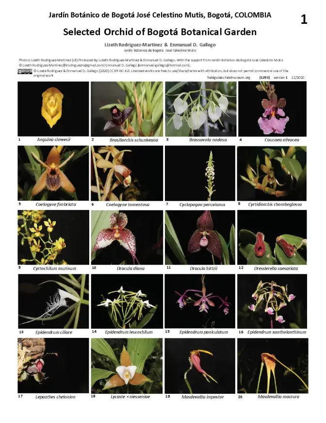 1293_colombia_selected_orchids_of_jbb.pdf