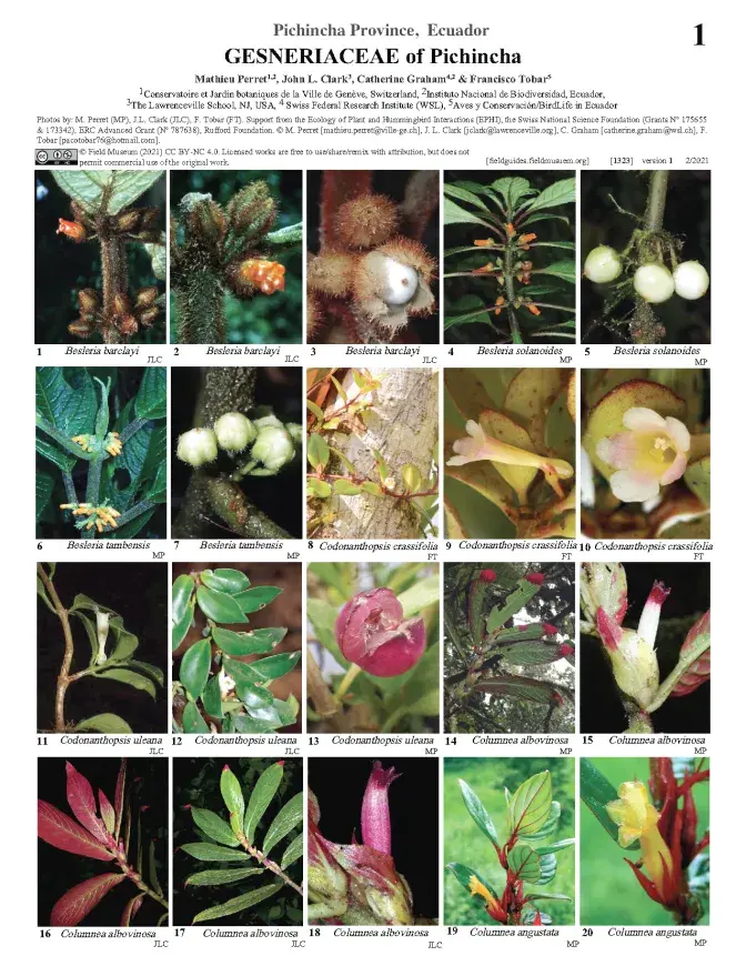  1323_ecuador_gesneriaceae_of_pichincha.pdf 