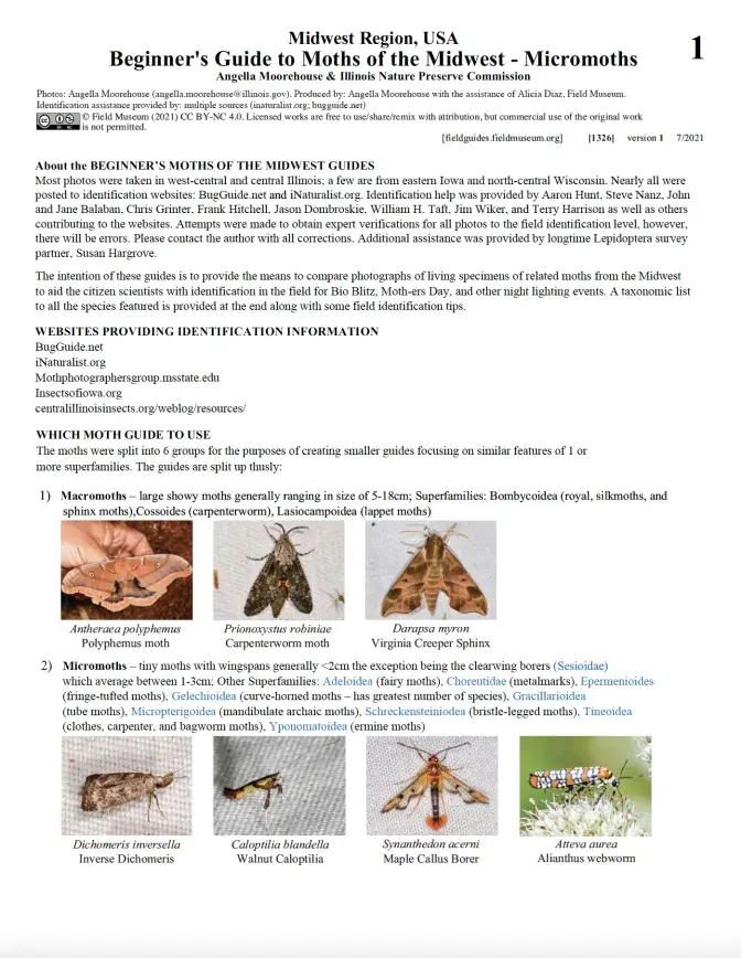 1326_usa_moth_micromoths.pdf