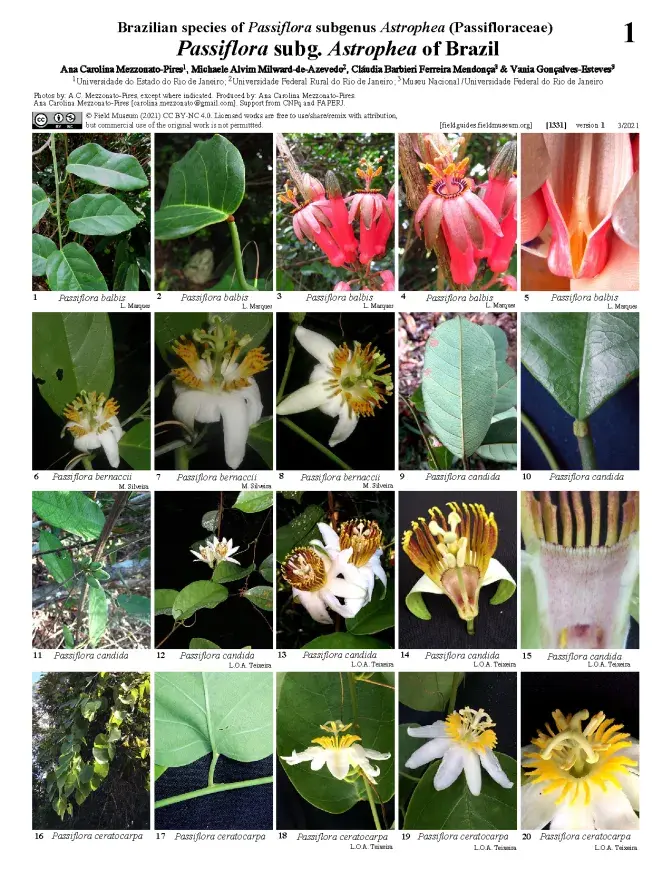 1331_brazil_passiflora_subgenus_astrophea.pdf 
