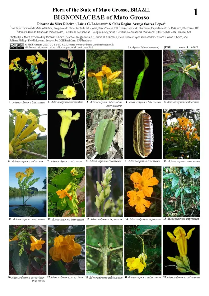 1333_brazil_bignoniaceae_of_mato_grosso.pdf 