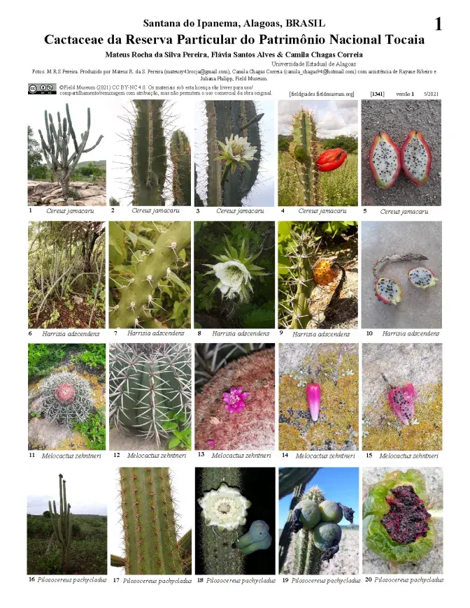1341_brazil_cactaceae_of_rppn_tocaia.pdf 