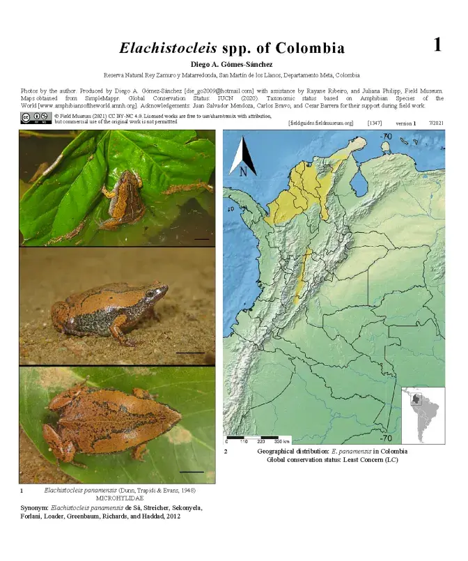 1347_colombia_elachistocleis.pdf